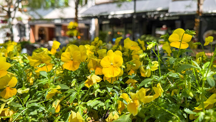 Bright yellow pansies dance in sunlit harmony, celebrating biodiversity and Earth Day with a vibrant urban flair
