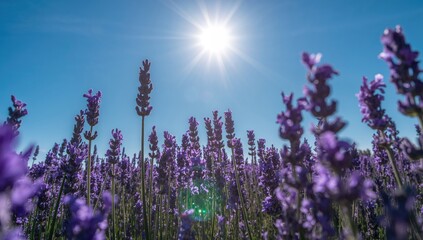 Fototapeta premium Close-up of lavender blossoms basking in sunlight beneath a clear sky with sun rays, banner layout.