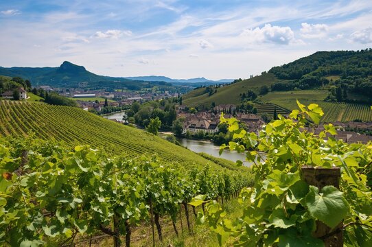 Lush grapevine terraces stretching across rolling hills in a famous European wine district, with scenic river views and mountainous backdrop