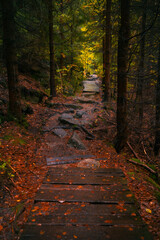 Wooden path in fantasy and dark autumn forest with the best mystic atmosphere in the north of Bohemia, in Jizera mountains. Like a path to fairy tale.