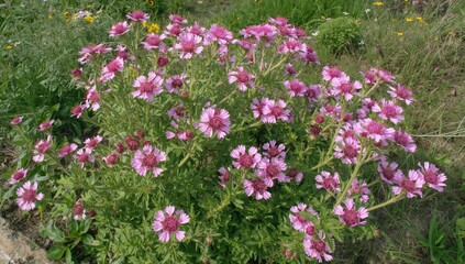 Obraz premium September flowering of the 'Princess' Pink Shrubby Cinquefoil in the garden