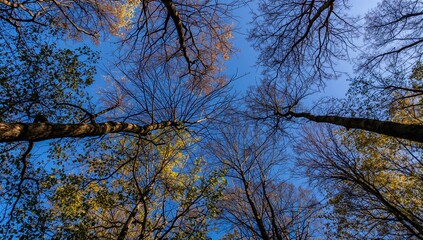 Fototapeta premium Gazing upward through a blend of leafless limbs and vibrant foliage beneath a bright azure sky.
