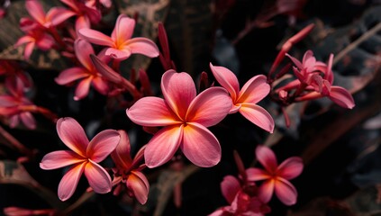Tropical Pink Frangipani Blossoms With
