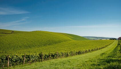Fototapeta premium Grape vines flourishing on a sunny hillside surrounded by lush grass in a valley beneath a clear blue sky during summer