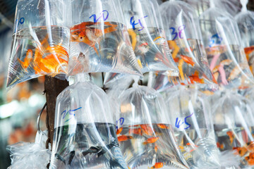 Goldfishes inside plastic bags for sale in Hong Kong