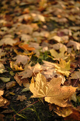 Golden autumn maple leaves lying on the ground illuminated by soft sunlight, creating a natural seasonal background
