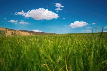 Obraz premium Lush Green Grass in a Scenic Desert Field