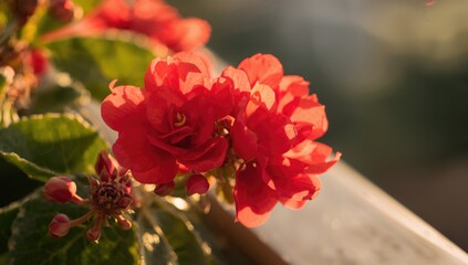 Close-up of vibrant red Begonia blossoms in a balcony garden