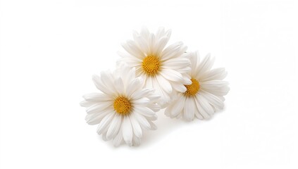 Fototapeta premium Three chamomile flowers set against a plain white backdrop
