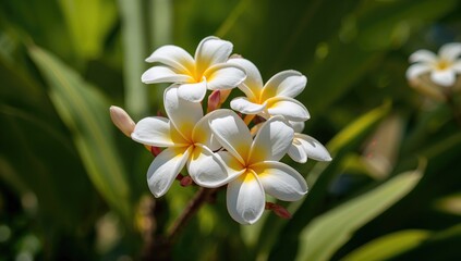 Fototapeta premium Close-up of white frangipani blossoms