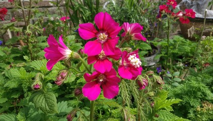 Garden scene with blooming cranesbill flowers in a botanical setting, ideal for outdoor decoration and promoting pollination