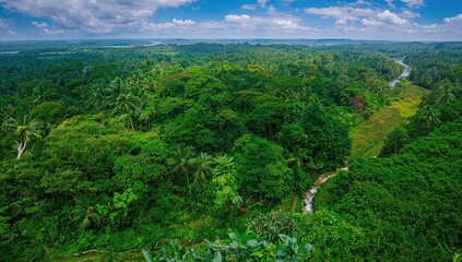 Aerial Perspective of a Lush Rainforest