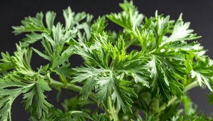 Close-up of vibrant green leaves (4)