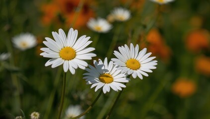 Fototapeta premium Close-up of white daisies featuring yellow stamens and stems in a sunlit green garden with blurred orange flowers in the background during daytime outdoors