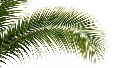 Fototapeta premium Isolated green palm fronds against a white backdrop