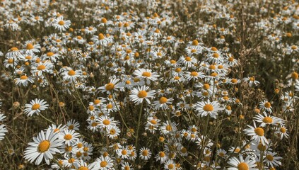 Naklejka na ściany i meble Expansive meadow filled with blooming chamomile under bright sunlight Naklejka na ściany i meble Expansive meadow filled with blooming chamomile under bright sunlight