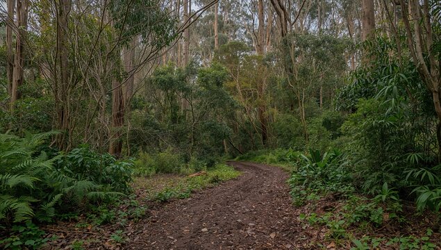 Trail through dense greenery featuring ferns and eucalyptus trees in a vibrant forest setting