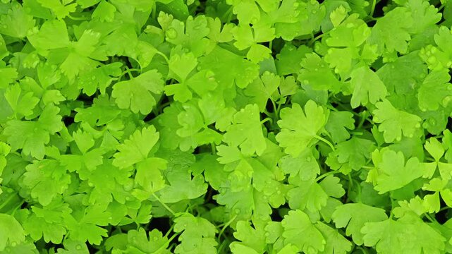 Fresh celery seedlings on the background