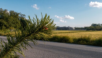 Plant by the Roadside with a Field in the Backdrop