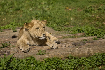 Wild animals in zoo safari park in their habitat - summer daytime