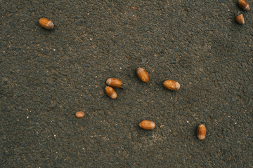 A pile of acorns on a pavement