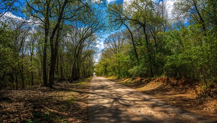 Fototapeta premium The Picturesque Trails in the Forest
