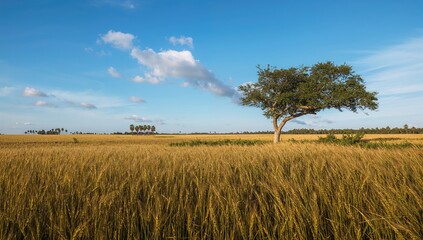 Obraz premium Scenic view of a golden wheat field under a clear blue sky with trees and lush greenery