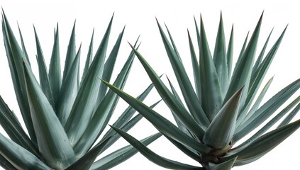 Obraz premium Big agave foliage on a plain white background