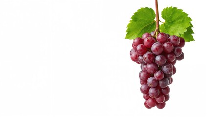 Fototapeta premium Cluster of ripe red grapes hanging with another cluster beneath, set against a plain white backdrop.