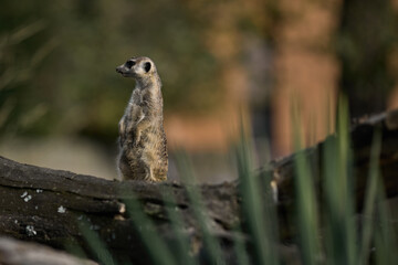 Mongoose Cynictis penicillata in zoo safari park in their habitat - summer daytime