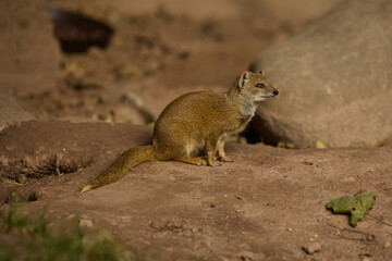 Mongoose Cynictis penicillata in zoo safari park in their habitat - summer daytime