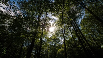 Obraz premium Sunlight filtering through tree leaves on a summer day, close-up shot of a shadowy park scene