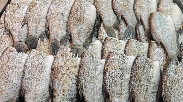 Dried snakehead fish