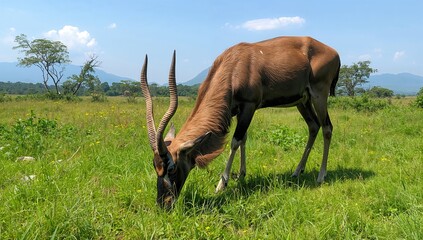 Wild herbivore feeding on grass in natural habitat