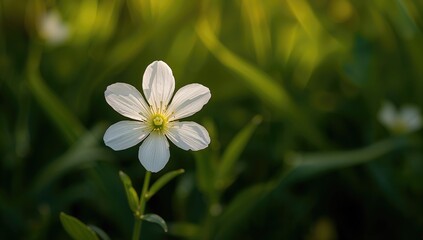 A commonly grown plant appreciated for decorative purposes, originally found from Central Asia to the Korean region.