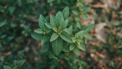 Fototapeta premium Close-up of a cultivated mint herb from above with focused detail