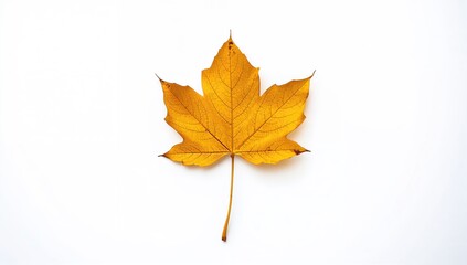 Fototapeta premium Yellow maple leaf in autumn isolated on a white backdrop