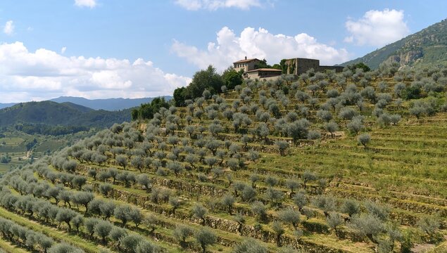 Terraced stone walls uphold olive groves on a hillside in harvest season