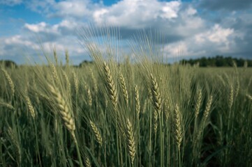 Naklejka premium Green wheatgrass growing in an open field beneath a clear blue sky