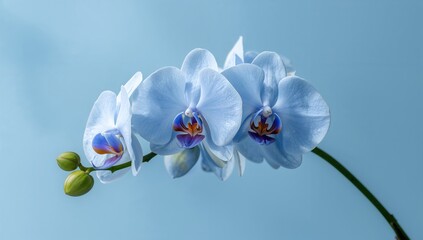 The morning-blooming blue orchids are truly stunning