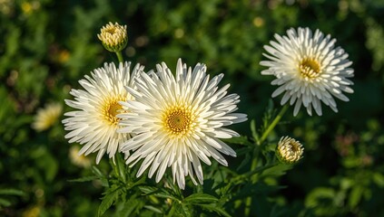 Obraz premium Garden filled with blooming chrysanthemum flowers