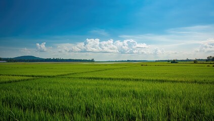 Scenic sight of lush rice fields under the open sky