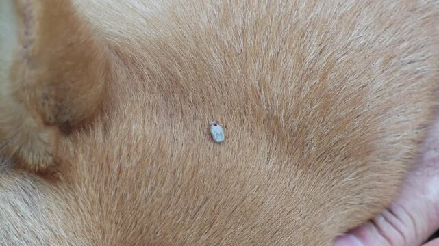 Ticks clinging to the dog