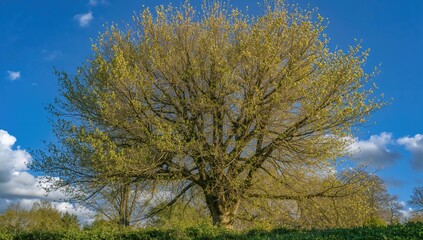 Obraz premium Hockey pucks hanging from branches against a blue sky in spring