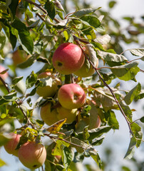 Tree with apples hanging from it
