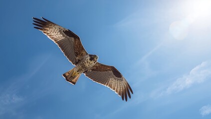 Obraz premium Sky predator: the falcon's flight