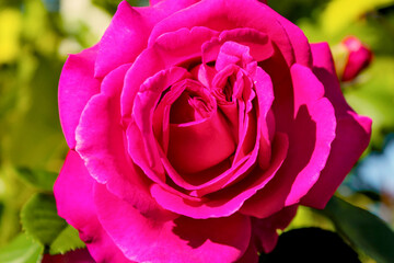 A detailed, close-up view of a beautifully bloomed rose with vibrant magenta/fuchsia petals, set against a soft, bright green background in a sunny garden.