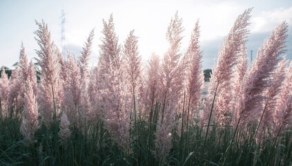 Fototapeta premium Sunlit ornamental grass with soft purple plumes glowing warmly in the light