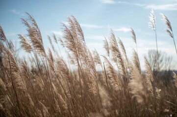 Obraz premium Slender amber stalks sway gently in the cool breeze, their fragile shapes outlined by a luminous backdrop. This tranquil scene encourages reflection and a profound bond with the natural world.