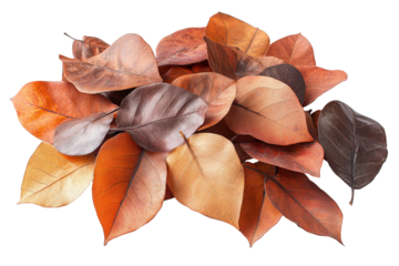 Colorful autumn leaves arranged in an artistic style on a transparent background ready for use in design projects